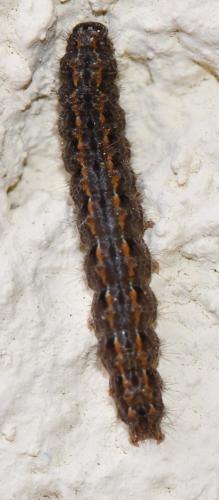 Eilema sp.
